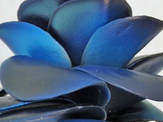 Tortuga Colores 01